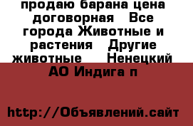 продаю барана цена договорная - Все города Животные и растения » Другие животные   . Ненецкий АО,Индига п.